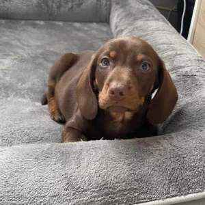 clientes satisfechos con su teckel miniatura chooclate