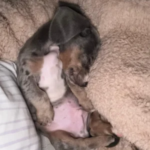 Teckel reci´n adoptado: clientes satisfechos