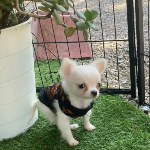 Chihuahua