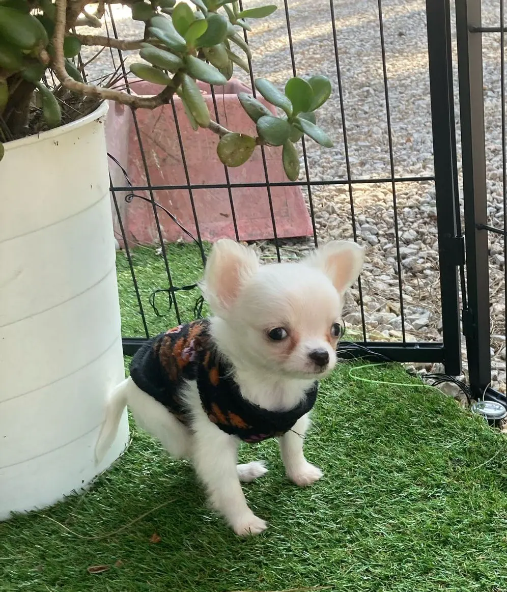 Chihuahua
