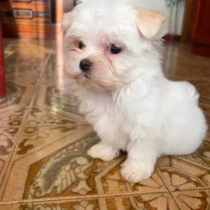 Nieves 2 - michon maltes