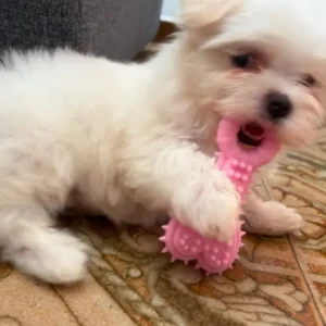 Nieves - michon maltes