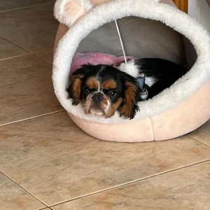 cachorro charles king adoptado, acostado en cama circular: clientes satisfechos bages dog