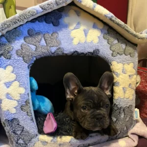 Bulldog francés acostado en casa alcolchada: clientes satisfechos bages dog