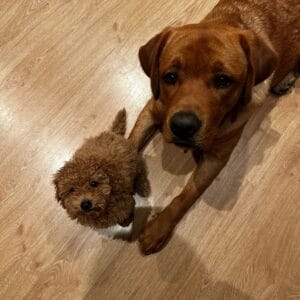 cachorro con su hermano compartiendo: clientes satisfechos bages dog