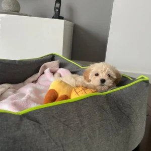 Maltipoo toy acostado en cama: clientes satisfechos abges dog
