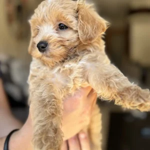 Maltipoo color crema cachorro: clientes satisfechos bages dog