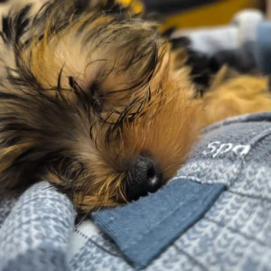 Yorkshire toy cachorro descansando: clientes satisfechos Bages Dog