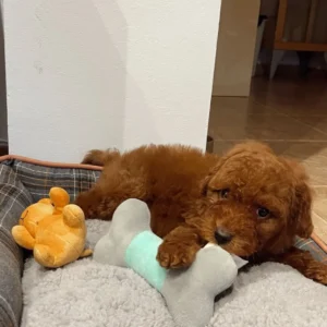 Caciche toy rojo pimentón jugando: clientes satisfechos bages dog