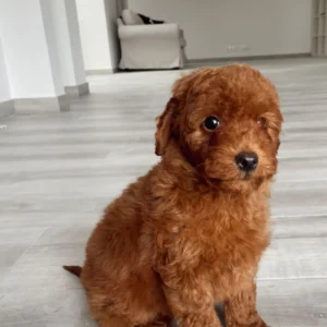 caniche toy sentado: cleintes satisfechos abges dog