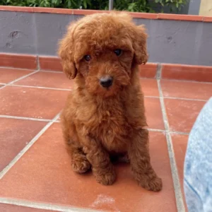 caniche toy en patio: clientes satisfechos bages dog