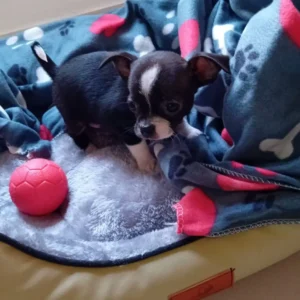 chihuahua acostado en manta azul de colores: clientes satisfechos bages dog