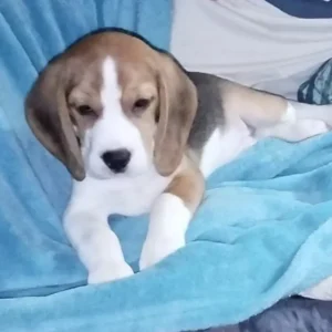 Beagle acostado en manta azul: clientes satisfechos