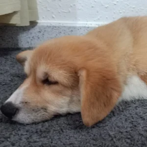 Corgi durmiendo en alfombra: clientes satisfechos Bages Dog