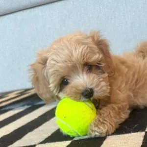 Maltipoo cachorro con pelota: clientes satisfechos bages dog