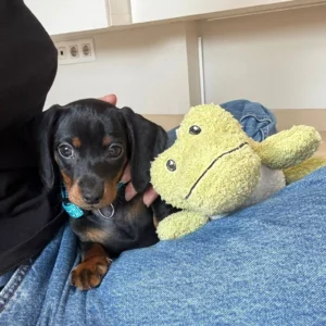 Dachsund cachorro acostado en manta con peluche: clientes satisfechos bages dog