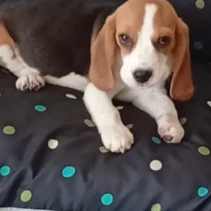 Beagle tricolor acostado en sofá, imagen usada para clientes satisfechos bages dog