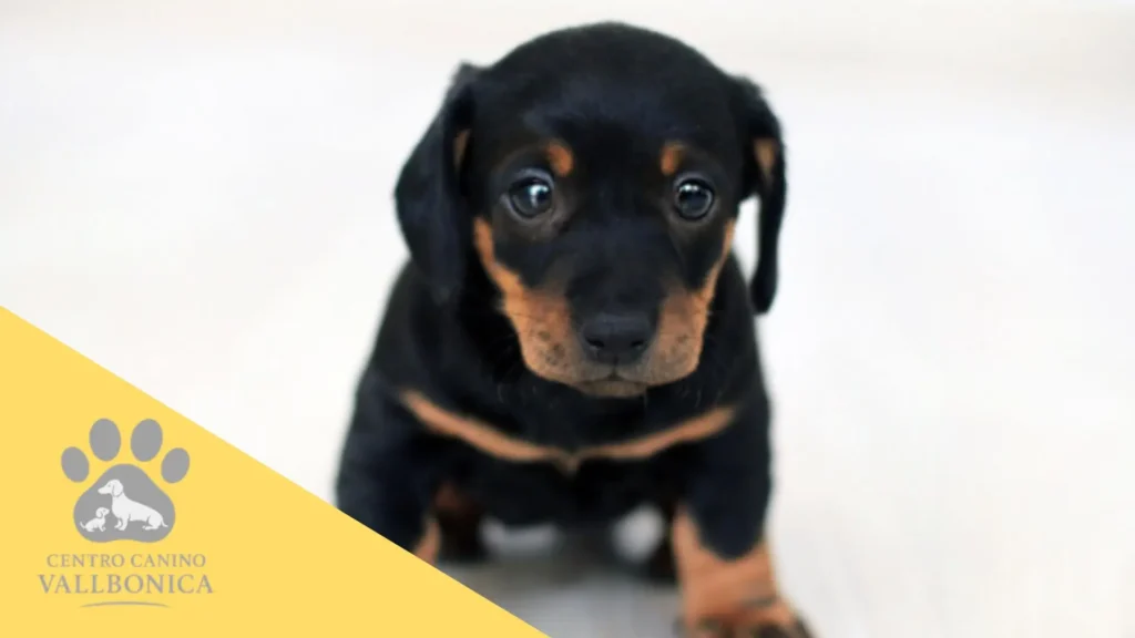 Criador profesional mostrando a una familia responsable un cachorro en un entorno limpio y cuidado