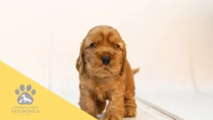 Veterinario mostrando los documentos oficiales de un cachorro con pedigree y microchip