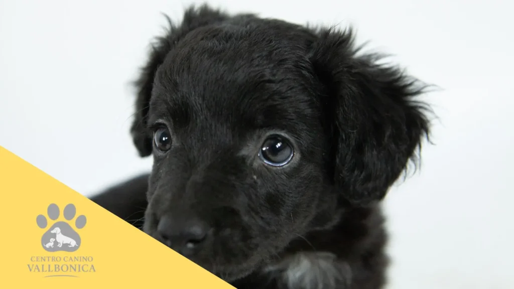 Cachorro recibiendo cariño de una familia en un entorno doméstico tranquilo y seguro