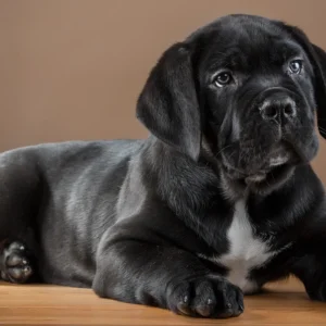 Cane corso