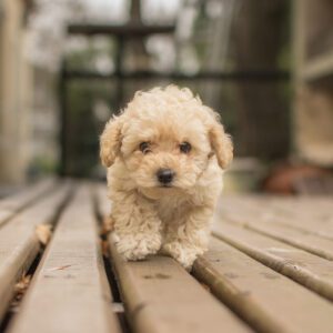 Maltipoo