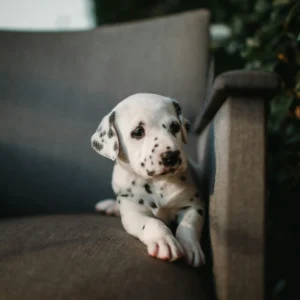 Dálmata