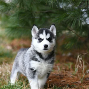 Husky Siberiano