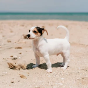 Jack Russell