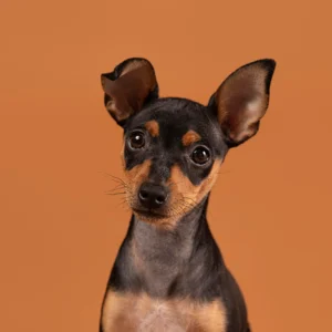 Mini Pinscher