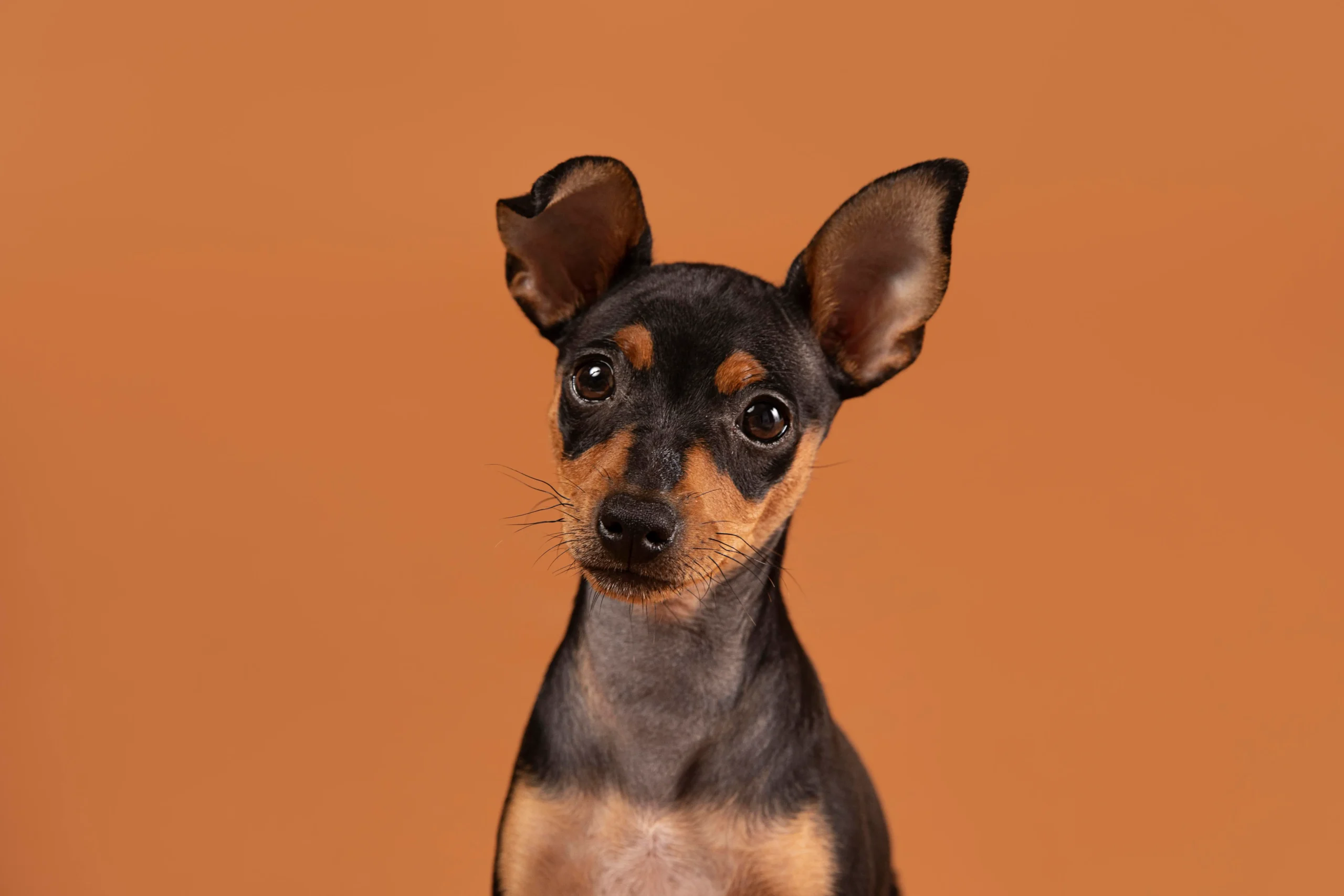 Mini Pinscher
