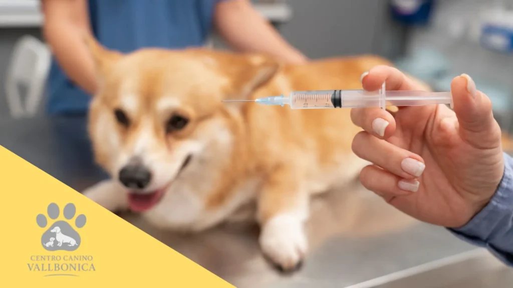 Veterinario aplicando una vacuna a un cachorro como parte de su calendario de vacunación