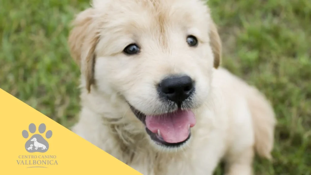 Criador profesional entregando un cachorro a su nueva familia en un entorno tranquilo y controlado