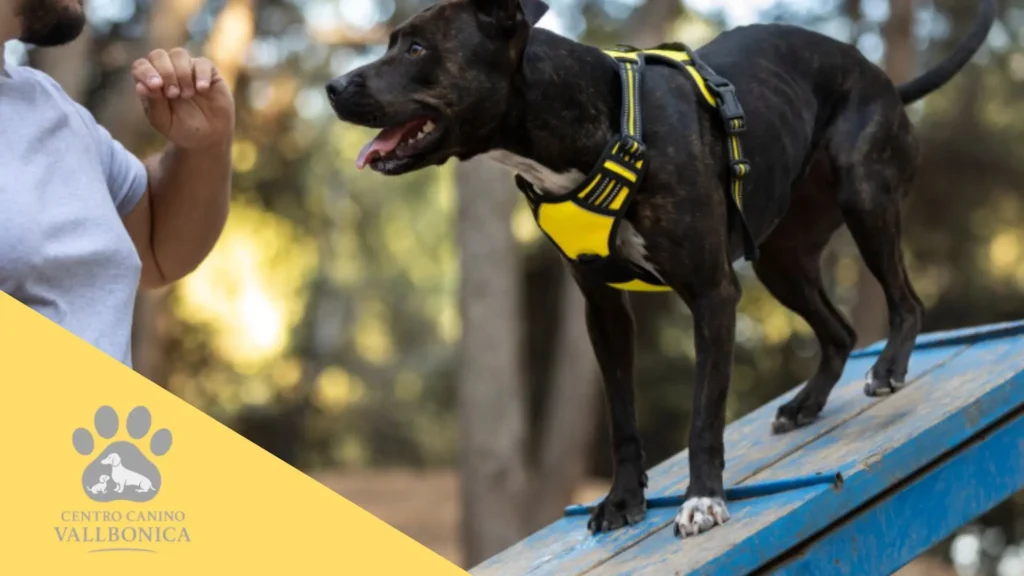 Diferentes razas de cachorro criadas en entorno familiar, listas para integrarse en su nuevo hogar