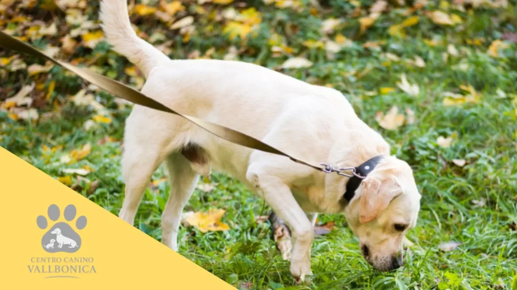 Cachorro haciendo pis en el césped mientras su tutor lo refuerza positivamente durante el paseo