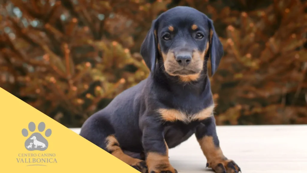 Hombre sentado en casa valorando si está preparado para tener un cachorro por primera vez