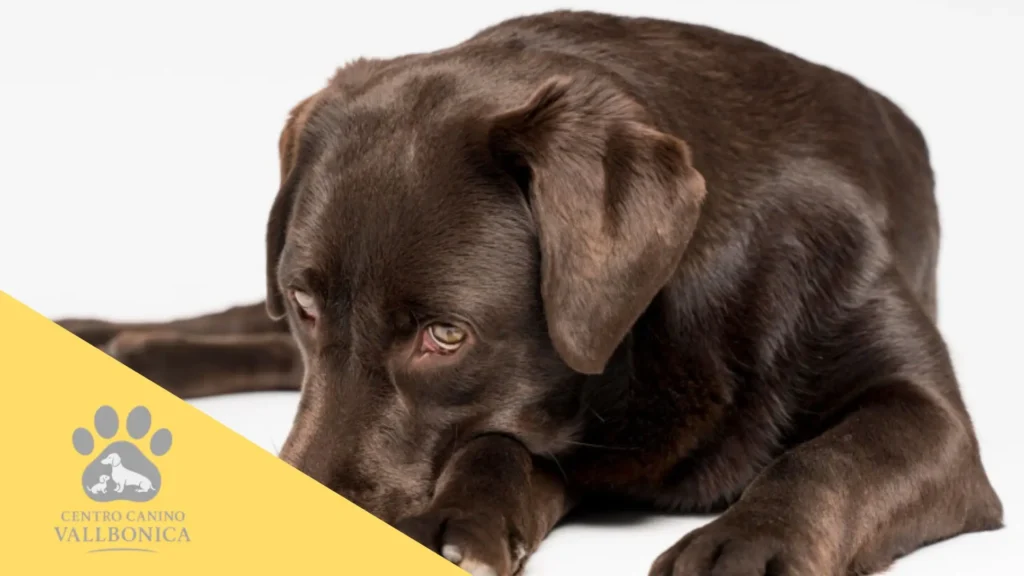 Primeras 24 horas del cachorro en casa explorando su entorno tranquilo