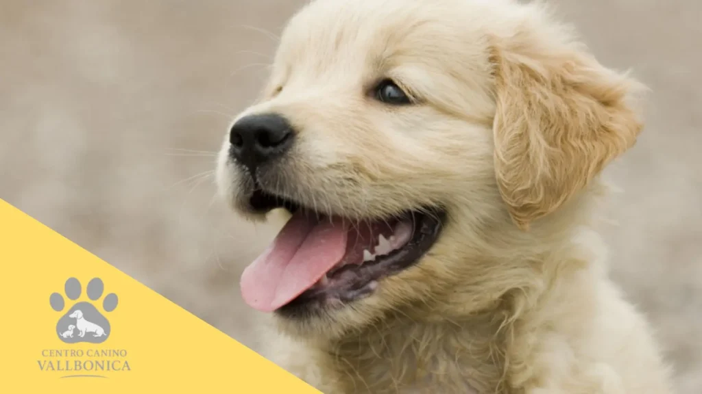 Elección del mejor momento para tener un cachorro