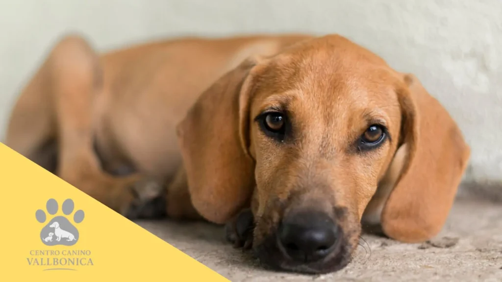 Cachorro dormido plácidamente en una cama acogedora en un entorno tranquilo