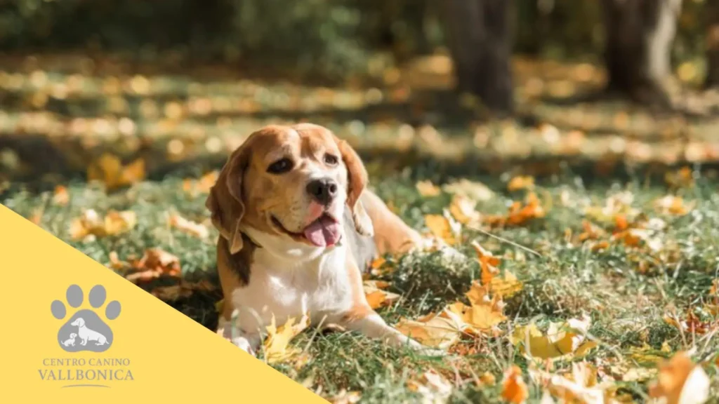 Cachorro explorando un espacio natural bajo la mirada de su tutor