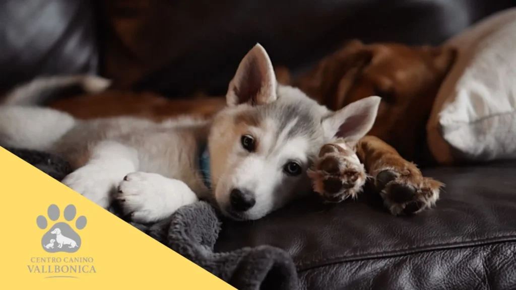 Ambiente doméstico limpio con un cachorro descansando sobre una manta en el salón