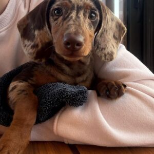 Bimba teckel Arlequin chocolate