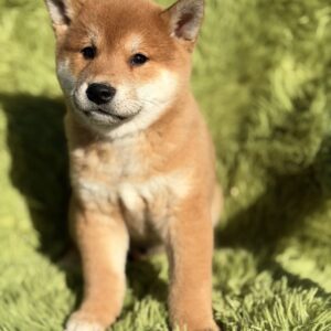 Shiba Inu
