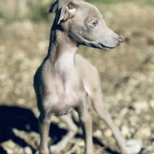Galgo piccolo