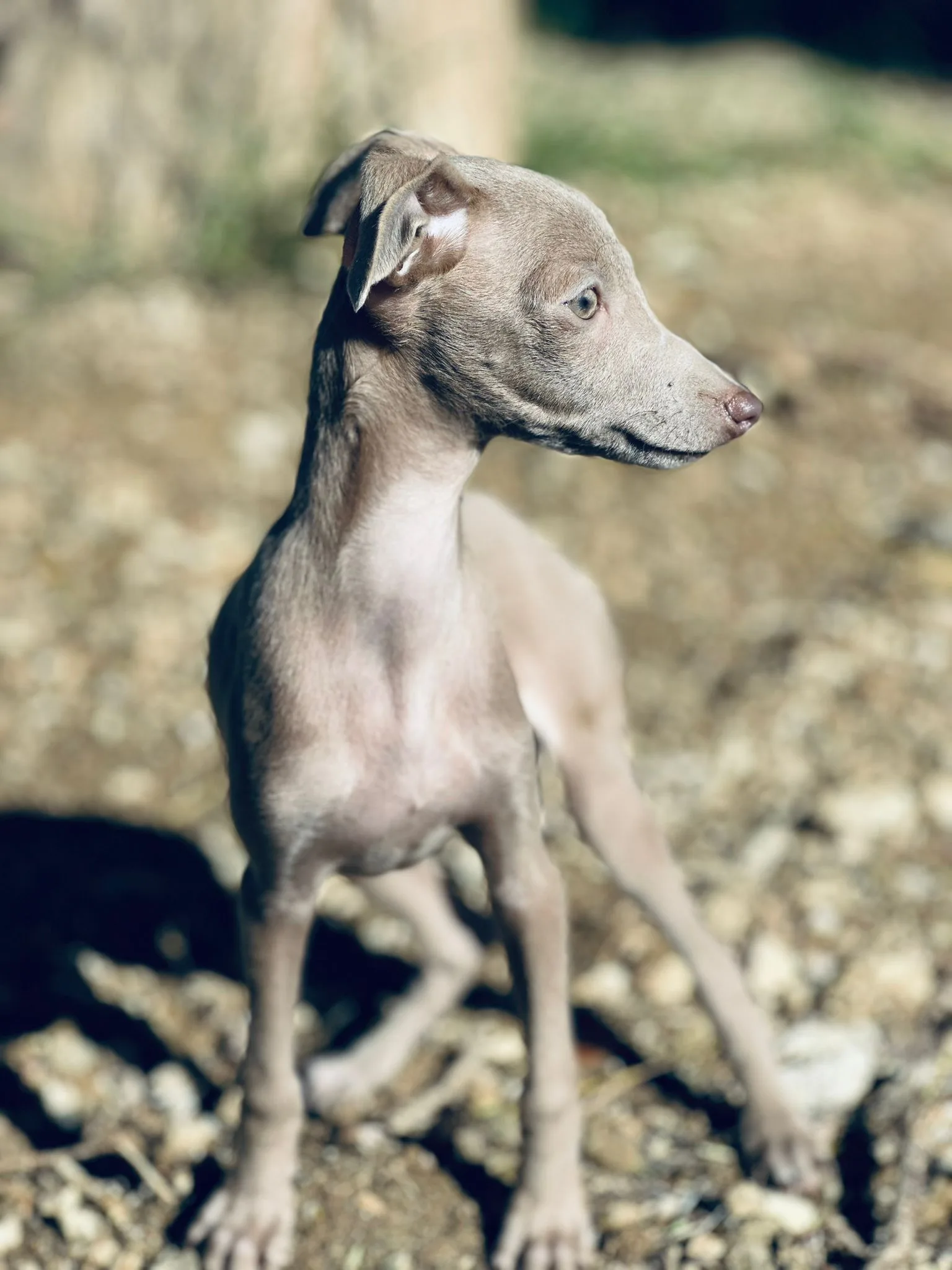 Galgo piccolo