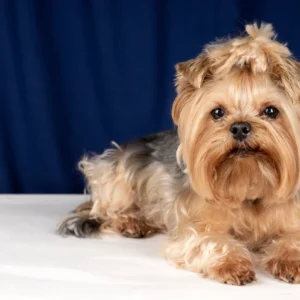 Biewer Yorkshire terrier