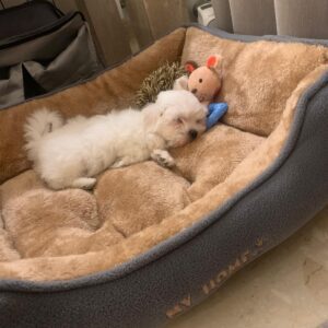 Cala Bichon Maltes