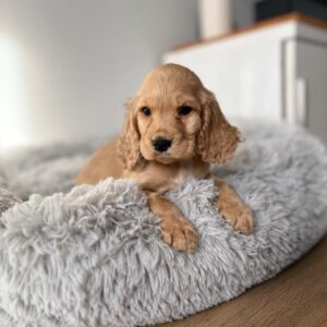 Indi