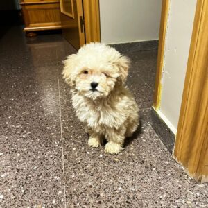 NILO caniche toy