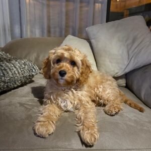 Bimba Cavapoo2